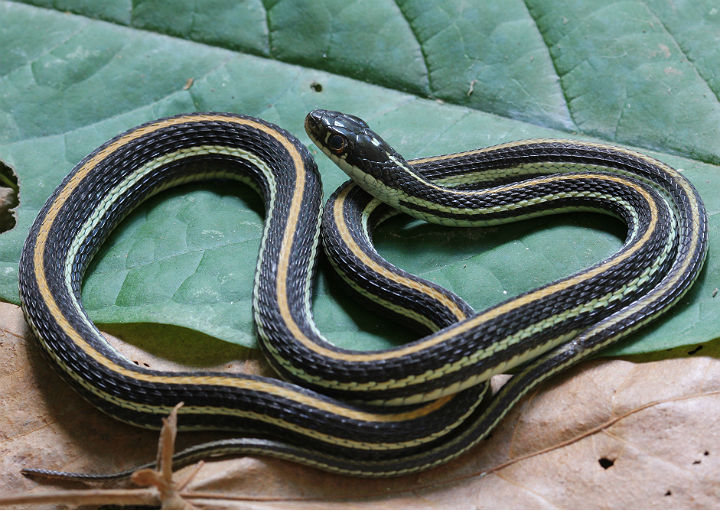 Western Ribbon Snake